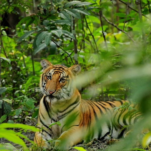 Tijger in Chitwan Nationaal Park